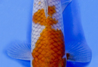 Orange and white Koi fish swimming.