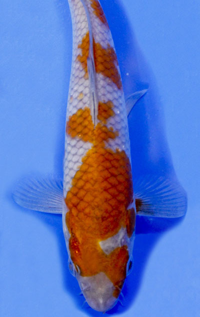 Ochiba shigure, Unique Koi, Koi for sale