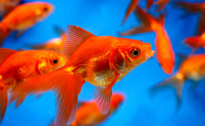 Pond Fish: Red Fantail Goldfish