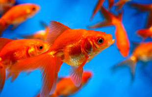 Pond Fish: Red Fantail Goldfish