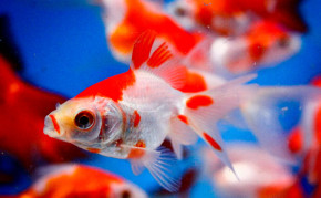 Pond fish: Sarasa Fantail Goldfish