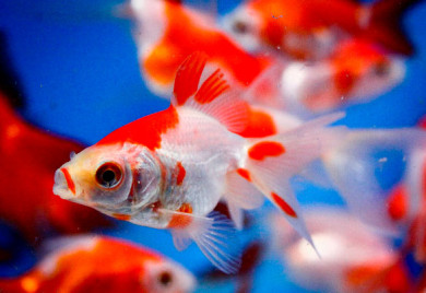 Pond fish: Sarasa Fantail Goldfish