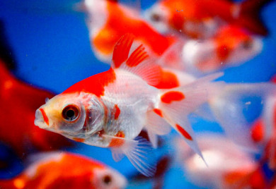 closeup shot of a Sarasa Fantail Pond fish