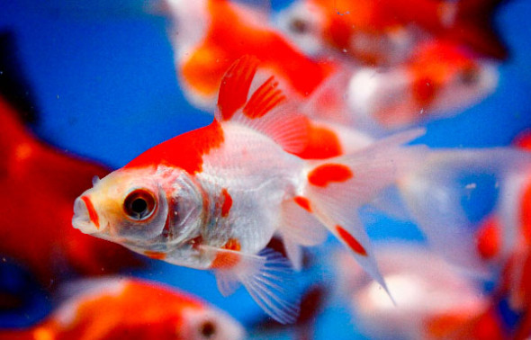 Pond fish: Sarasa Fantail Goldfish