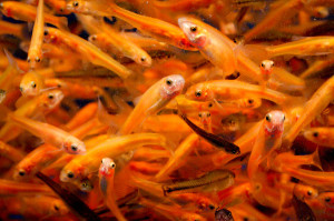 How to get rid of algae in aquaponics