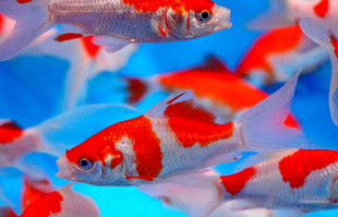 GOLDFISH FOR PONDS – POND FISH FOR PONDS | SunlandWaterGardens.com ...