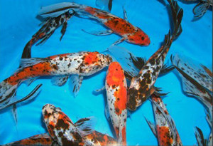 goldfish - fantastic tail on this young watonai goldfish