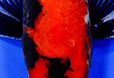 Red and black Koi fish in water.