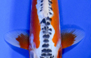 Koi: Shusui