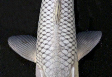 Gray Koi fish swimming underwater.