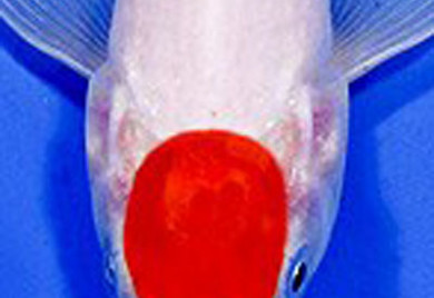 Here's an alt tag for the image: Red cap koi fish swimming.