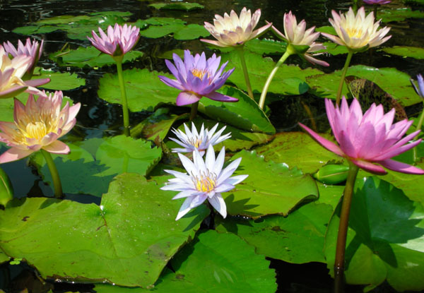 Tropical water lilies, Water lilies for sale, water lilies for ponds
