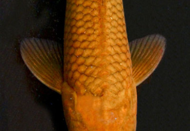 Orange Koi fish swimming upside down.