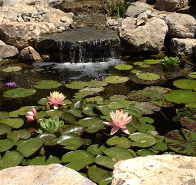 Custom pond: koi pond