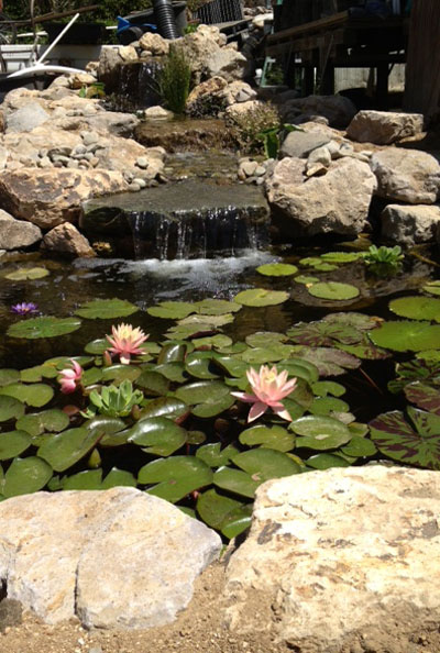 custom pond, custom pond design, natural rock pond