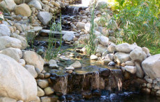 Pond display: Rock pond