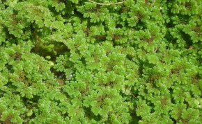 Bog Plants: Floating pond plant: Azolla