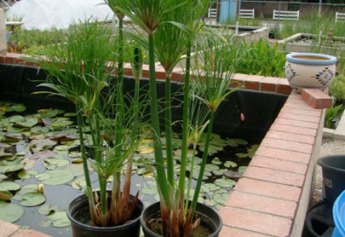 King Tut Papyrus Bog Plants in two pots