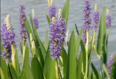 closeup shot of pickerel rush pond plant