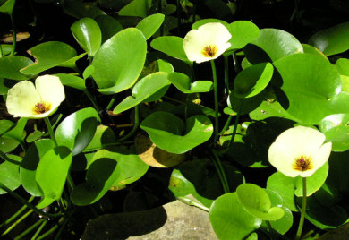 Pale yellow water lilies in sunlight.