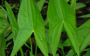 Bog Plants: Arrowhead