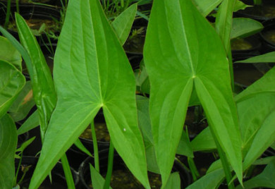 closeup shot of Arrowhead Bog Plants for ponds