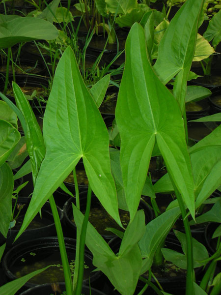 Bog Plants, Arrowhead, Bog Plants for ponds, Aquatic Plants, Sagittaria latifolia, ,