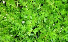 Bog Plants: Bacoba 