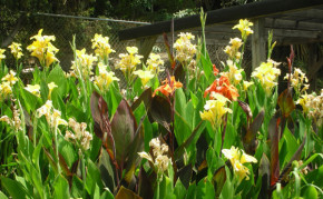 Bog Plants: Water Canna