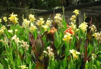 Canna Assorted Bog Plants for ponds