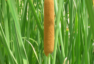 Cattail in tall green grasses.