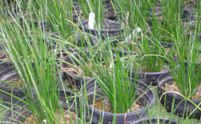 Bog Plants: Fairy lilies