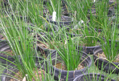 closeup shot of Fairy Lily Bog Plants