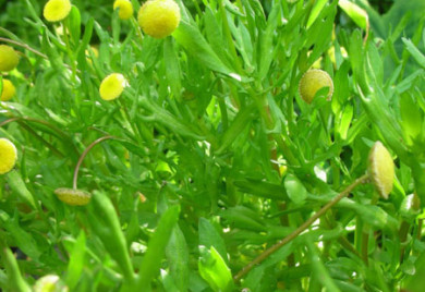 Green plant with small yellow flowers.