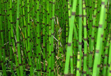 Dense stand of green equisetum plants.