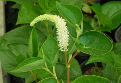 Lizards Tail Bog Plants for ponds