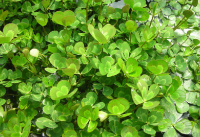 Dense patch of aquatic clover.