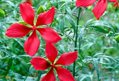 closeup shot of aquatic hibiscus bog plant