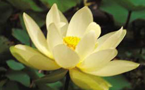 Aquatic Plants: Yellow Lotus: Lutea Lotus