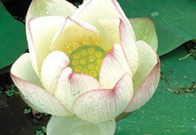 Closeup shot of white Chawan Basu Lotus plant