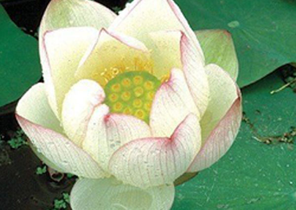 Chawan Basu Lotus, Lotus plant, lotus