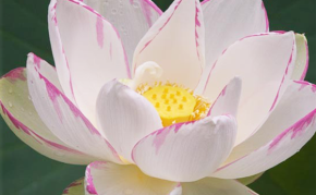 Aquatic Plants: White Lotus: Empress Lotus