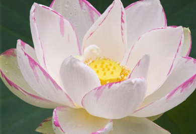 closeup shot of white Empress Lotus