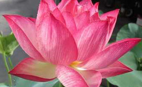 Aquatic Plants: Pink Lotus: Holy Fire
