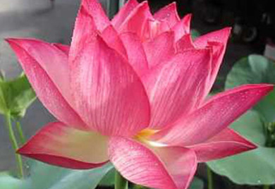 closeup shot of Holy fire Lotus plant