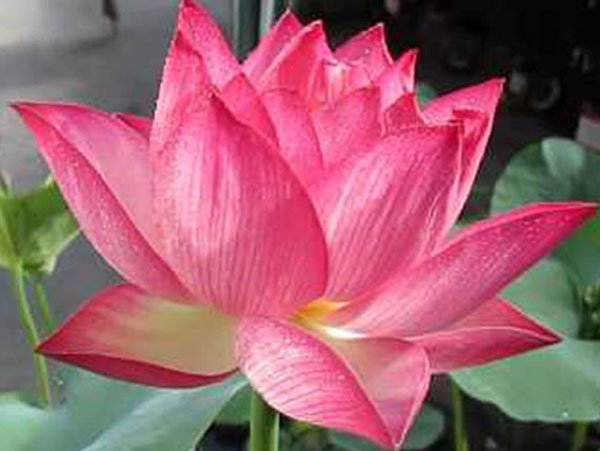 Holy fire Lotus, Aquatic lotus, Lotus plant