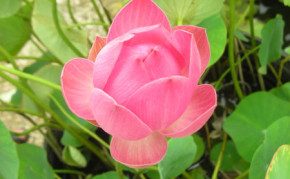 Aquatic Plants: Pink Lotus: Momo Botan