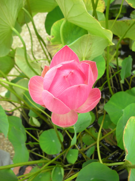 Momo Botan Lotus, Small Lotus, Lotus plant