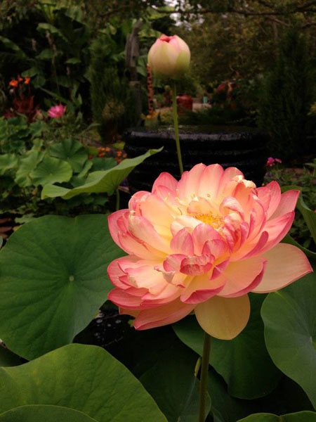 Mrs Slocum lotus, Red Lotus, Lotus Plant