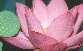 Aquatic Plants: Pink Lotus: Pink Angel